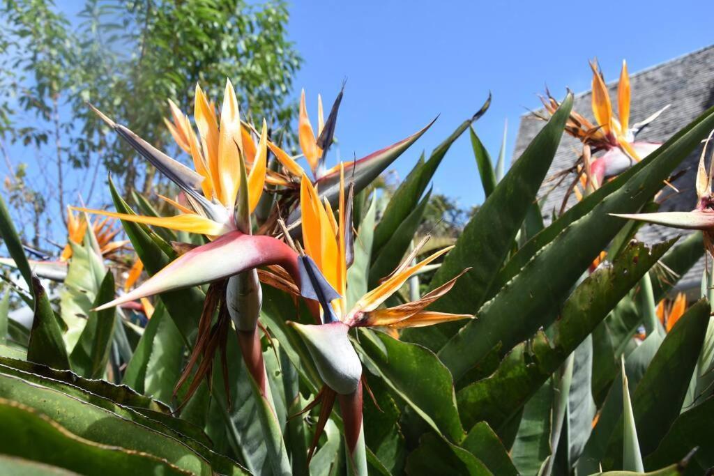 Le Strelitzia 1 Apartment Cilaos Luaran gambar